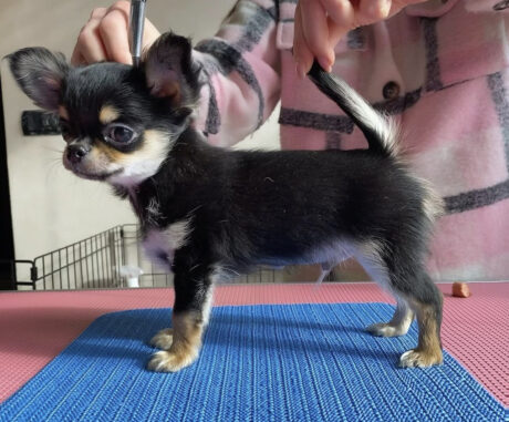Chihuahua puppies for sale in pa - Chihuahua puppies for sale in PA/Chihuahua for sale in PA - Puppies for sale near me - Boston