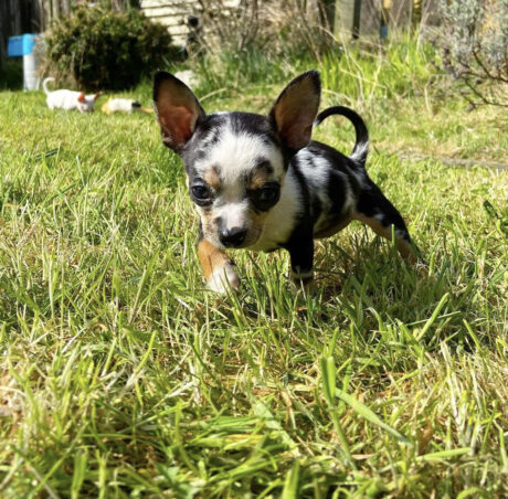 Merle chihuahua for sale - Merle chihuahua for sale/Merle chihuahua puppies for sale - Puppies for sale near me - Toby