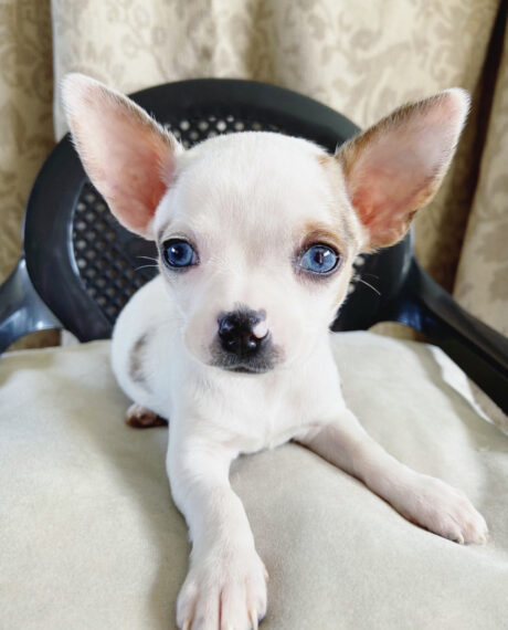 Chihuahua puppies for sale in NC - Chihuahua puppies for sale in NC/Chihuahua for sale in NC - Puppies for sale near me - Kayla