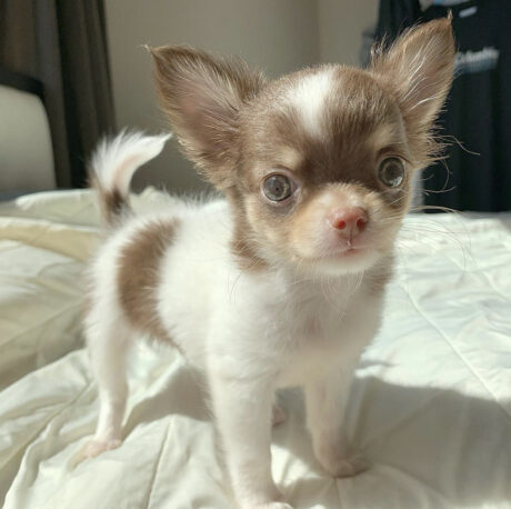 Chihuahua puppies craigslist - Chihuahua puppies craigslist/Chihuahua puppies for sale craigslist - Puppies for sale near me - Chloe