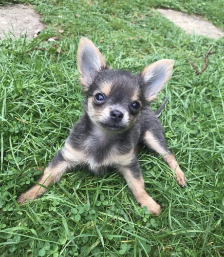Long haired chihuahua puppies for sale - Long haired chihuahua puppies for sale/longhair chihuahua for sale - Puppies for sale near me - Gray