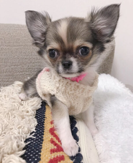 Long hair chihuahua for sale - Long hair chihuahua for sale/Long hair chihuahua puppies for sale - Puppies for sale near me - Susan