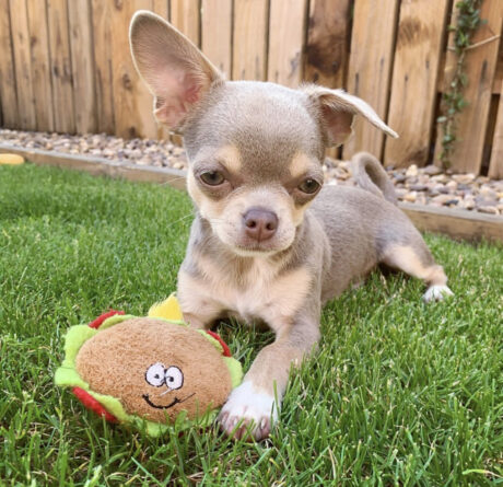 Chihuahua puppies for sale in Florida - Chihuahua puppies for sale in Florida/Chihuahua for sale in Florida - Puppies for sale near me - Captain America