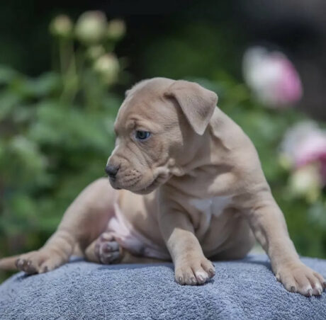 Pitbull puppies for sale - Pitbull puppies for sale/Pitbulls puppies for sale/Pitbulls near me - Puppies for sale near me - Bessie