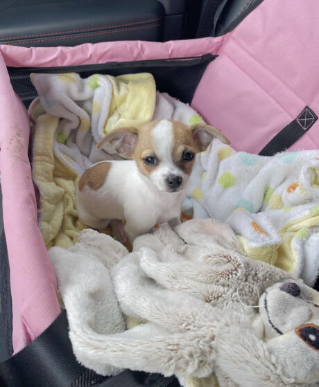 Chihuahua puppies for sale in ohio - Chihuahua puppies for sale in ohio/Chihuahua puppies for sale ohio - Puppies for sale near me - Ryder