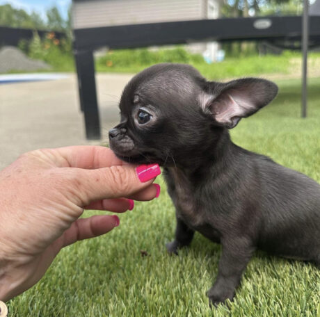 Applehead chihuahua for sale - Applehead chihuahua for sale/Applehead chihuahuas for sale - Puppies for sale near me - Miley