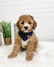 full-grown-cavapoo-puppies-full-grown-cavapoos-adults