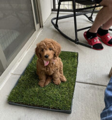 teacup-cavapoo-for-sale-teacup-cavapoo-teacup-cavapoos