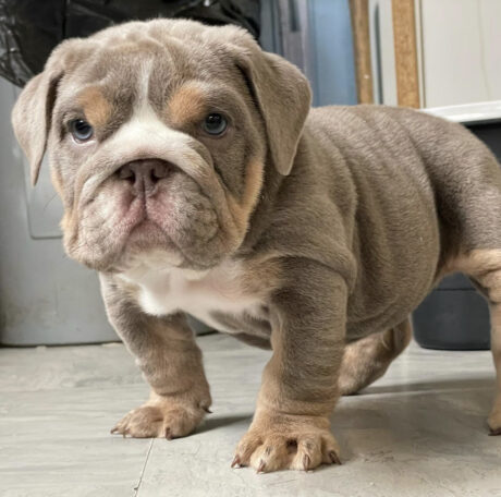Lilac english bulldog - Lilac english bulldog/Lilac merle english bulldog - Puppies for sale near me - Lucy