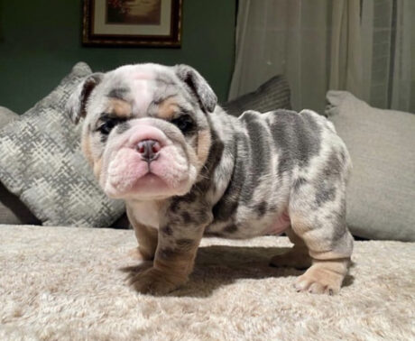 Blue english bulldog puppies - Blue english bulldog puppies/Blue english bulldog puppies for sale - Puppies for sale near me - Rocky