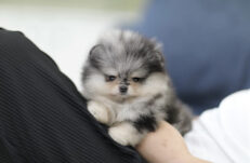 teacup-puppies-near-me-for-sale