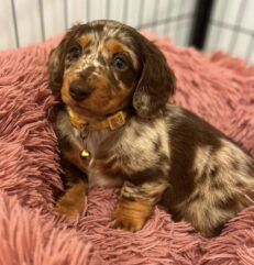 Wire haired dachshund puppies - Wire haired dachshund puppies/Wire hair dachshund puppies - Puppies for sale near me - Brooklyn