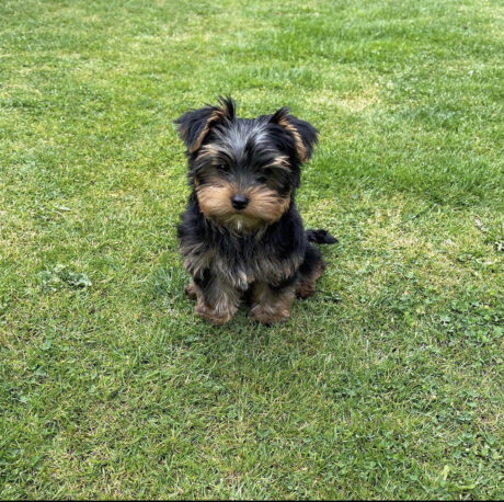 Average lifespan of a Yorkie - Average lifespan of a yorkie/Yorkie terrier life span - Puppies for sale near me - Twilight