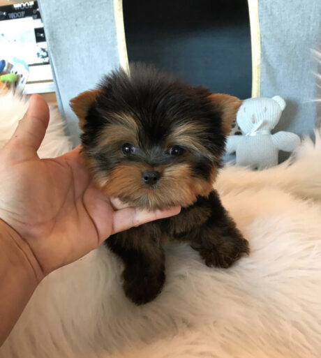 Teacup yorkie for sale up to $400 in VA - Teacup yorkie for sale up to $400 in VA/Cheap yorkie for sale - Puppies for sale near me - Abbie