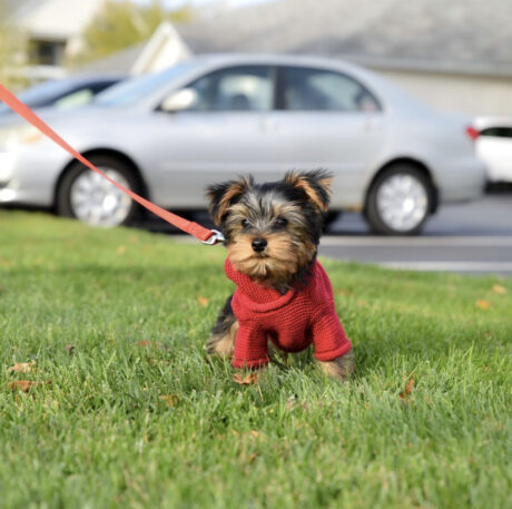 Yorkie puppies for sale in illinois under $500 - Yorkie puppies for sale in illinois under $500/Yorkies for sale cheap - Puppies for sale near me - Cassie
