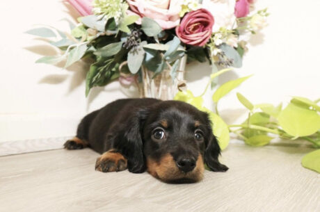 Dachshund puppies for sale oklahoma under $500 - Dachshund puppies for sale oklahoma under $500 - Puppies for sale near me - Gizmo