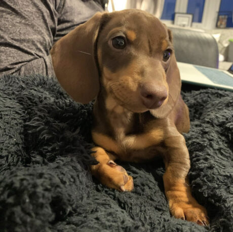 Dachshund puppies under $500 Texas - Dachshund puppies under $500 Texas/Dachshund puppies Texas - Puppies for sale near me - Eddie