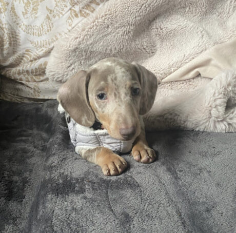 Dachshund puppies for sale under $300 in ga - Dachshund puppies for sale under $300 in GA/Buy Dachshunds - Puppies for sale near me - Georgie