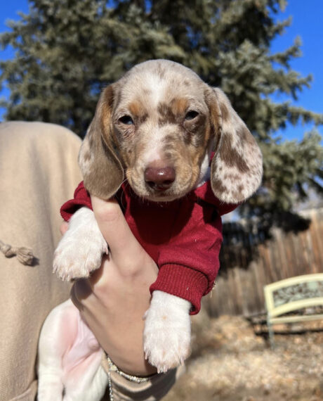 Dachshund puppies for sale cheap in indiana under $300 - Dachshund puppies for sale cheap in indiana under $300 - Puppies for sale near me - Dream