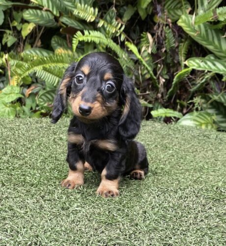 Mini dachshund puppies under $500 near me - Mini dachshund puppies under $500 near me/Dachshund breeder - Puppies for sale near me - Dougie