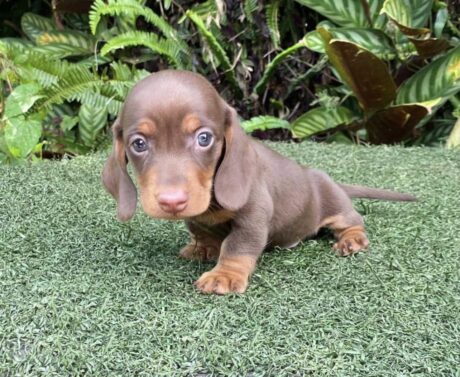 Long haired dachshund miniature - Long haired dachshund miniature/Miniature dachshund long hair - Puppies for sale near me - Sassy