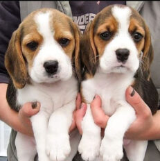 Beagle Puppies for sale