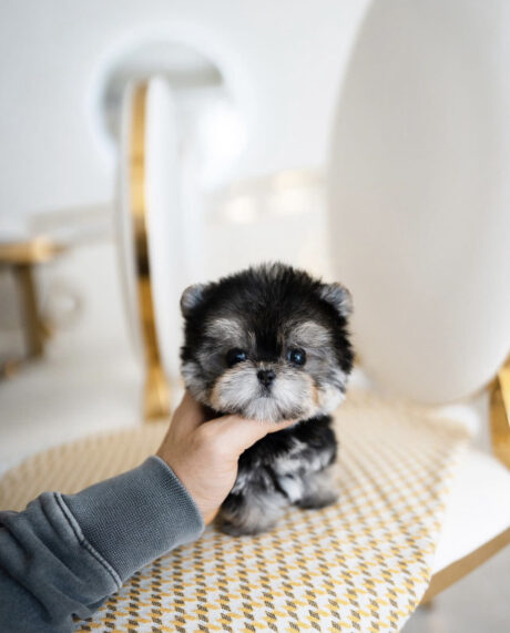 Morkie puppies for sale in nj - Morkie puppies for sale in NJ/Morkie puppies for sale New Jersey - Puppies for sale near me - Vixen