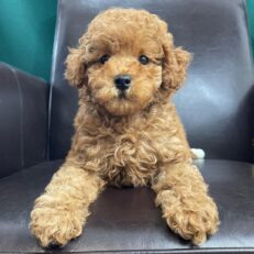 toy-poodle-puppies