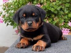 How much do rottweilers weigh - How much do rottweilers weigh/how much should a rottweiler weigh - Puppies for sale near me - Caesar