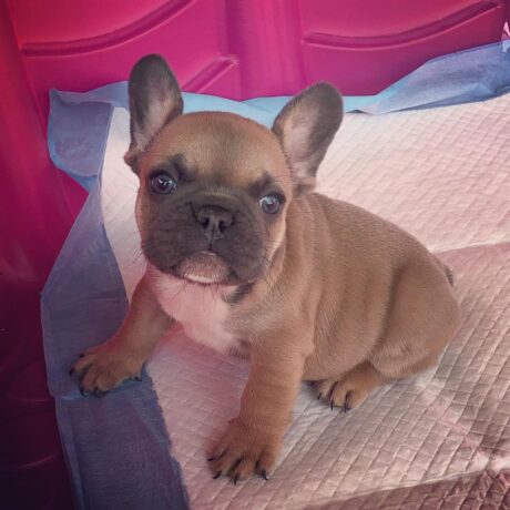 french bulldog cost - French bulldog cost/How much are french bulldog puppies - Puppies for sale near me - Duke