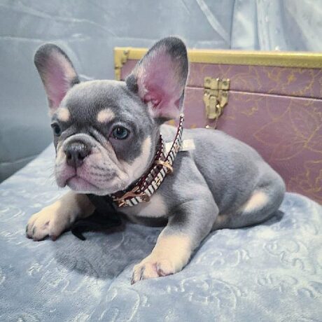 French bulldog puppies for sale - French bulldog puppies for sale/French bulldog for sale near me - Puppies for sale near me - Roxy