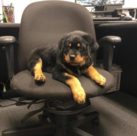 german rottweiler puppies