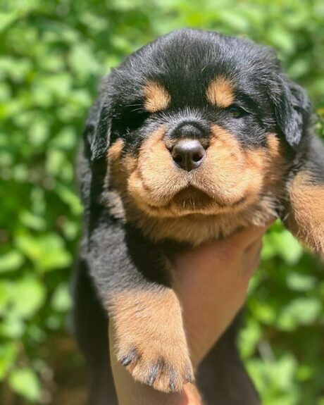 rottweiler cost