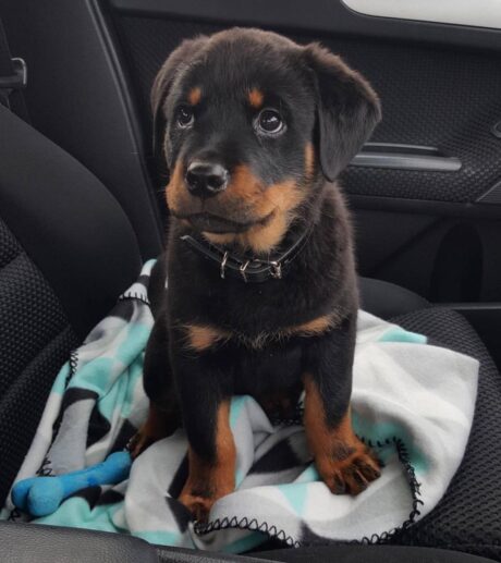 rottweiler puppies