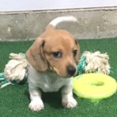 chihuahua-dachshund-mix-puppies