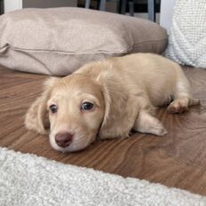 dachshund-mix-puppies-for-sale