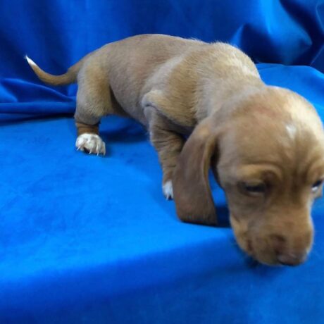 dachshund puppies for sell - dachshund puppies for sell/dogs for sale omaha ne - Puppies for sale near me - Brownie