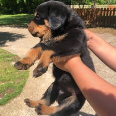 lacy-puppy-sold%e2%9d%8c