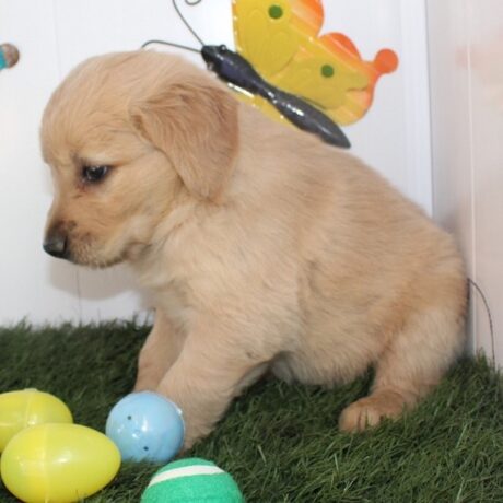 golden retriever dog - golden retriever dog/golden retriever puppy for sale - Puppies for sale near me - Angel