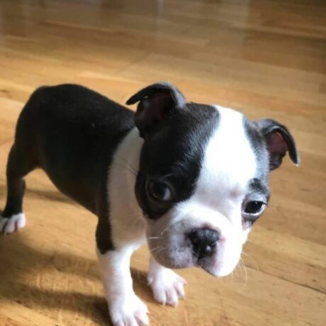 buy boston terrier - buy boston terrier/boston terrier for sale in illinois - Puppies for sale near me - Candy