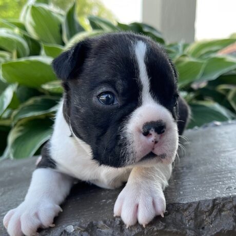 akc boston terrier - akc boston terrier/boston terrier puppies for sale in michigan - Puppies for sale near me - Brady