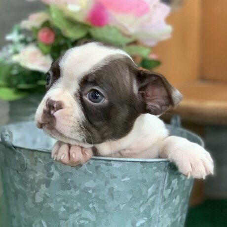 boston terrier breeder - boston terrier breeder/boston terrier puppies for sale in florida - Puppies for sale near me - Carmela