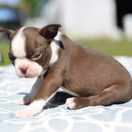 Boston terrier puppies in PA - Boston terrier puppies in PA/Boston terrier for sale under $500 - Puppies for sale near me - Brody