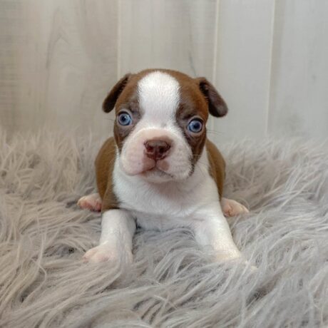 boston terrier puppy for sale - Boston terrier puppy for sale/Boston terrier puppy for sale near me - Puppies for sale near me - Casey