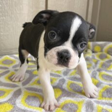 boston-terrier-for-adoption