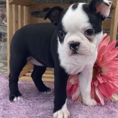 boston-terrier-price-range