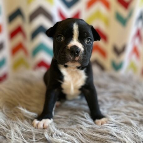 boston terrier traits - boston terrier traits/boston terrier breeders near me - Puppies for sale near me - Chloe