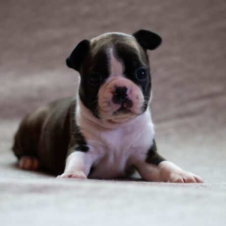 boston terriers for adoption - boston terriers for adoption/boston terrier puppies/boston terrier - Puppies for sale near me - Cleo