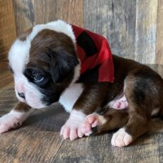 boston-terrier-puppies