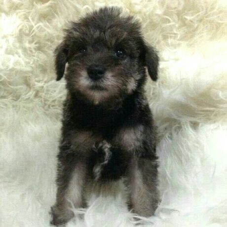 schnauzer mix puppies - schnauzer mix puppies/mini schnauzer puppies - Puppies for sale near me - Greta